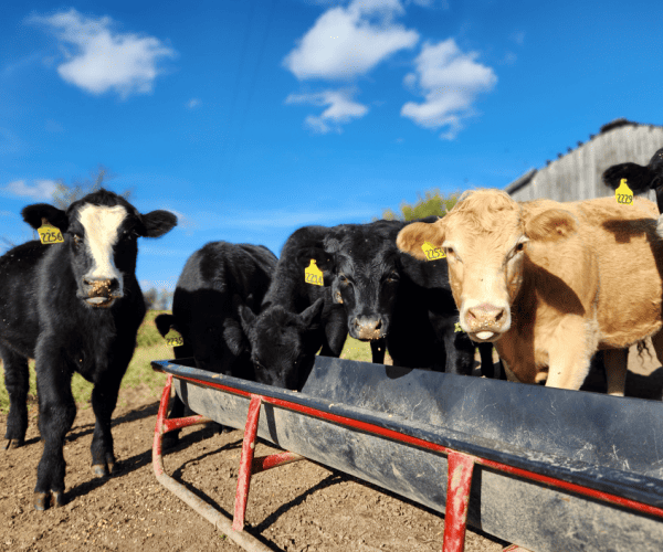 How to raise beef cattle