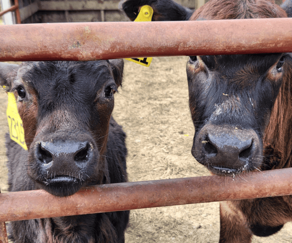 How to raise beef cattle