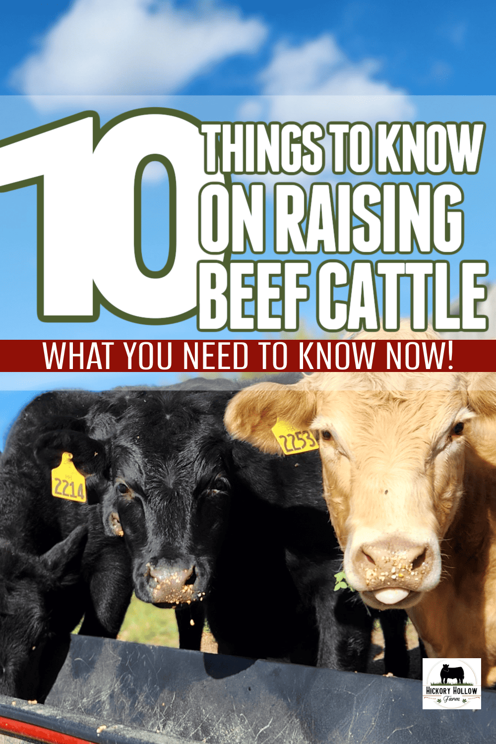 Raising Beef Cattle for Beginners: 10 Things to Know - Hickory Hollow ...