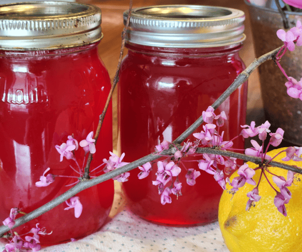 redbud jelly recipe
