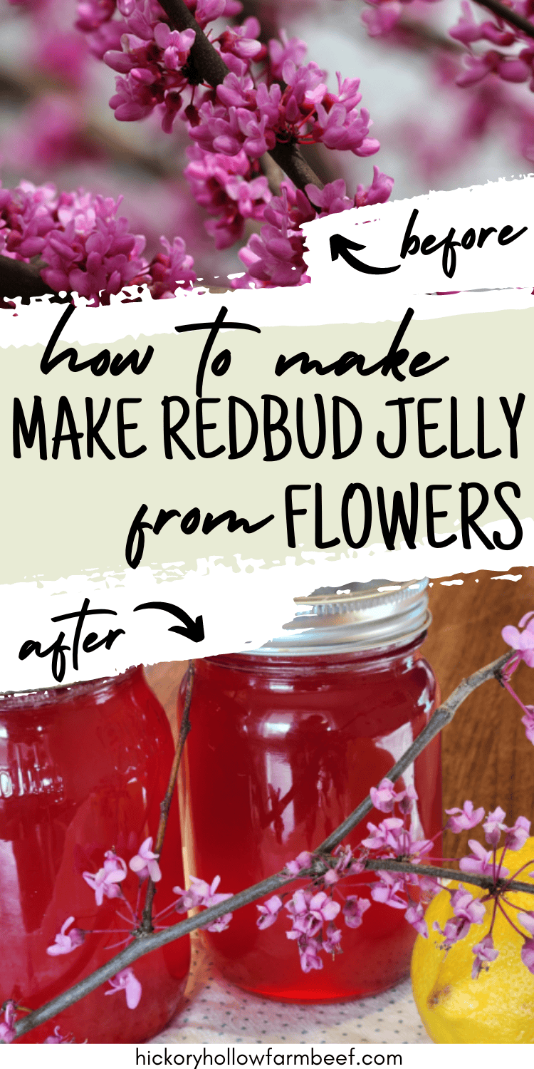 Make redbud jelly from redbud tree blossoms. This fun spring canning project will make delicious pink jelly the whole family will enjoy. spring foraging and homesteading project.